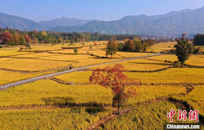 安徽黄山:田园秋色美