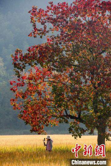 在安徽省黟县宏村镇拍摄的色彩斑斓的田园秋色。 施亚磊 摄 在安徽省黟县宏村镇拍摄的色彩斑斓的田园秋色。 施亚磊 摄