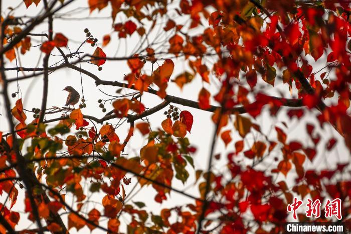 一只小鸟停留在红叶秋色间。 施亚磊 摄 一只小鸟停留在红叶秋色间。 施亚磊 摄
