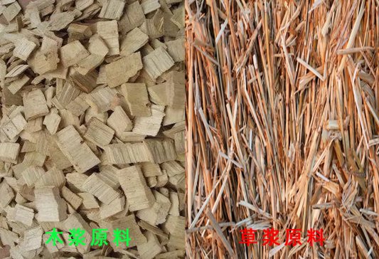 从“一棵树”到“一张纸” 晨鸣“林浆纸一体化”全产业链“向绿而行”