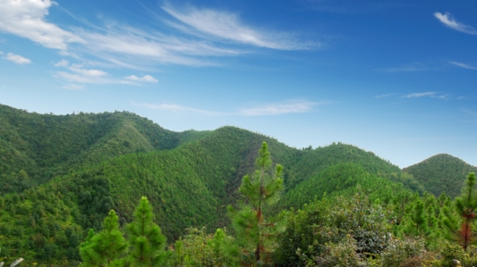 从“一棵树”到“一张纸” 晨鸣“林浆纸一体化”全产业链“向绿而行”