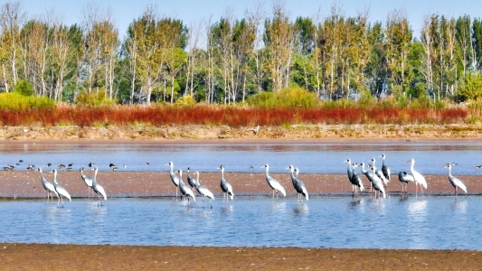 10月18日在山东黄河三角洲国家级自然保护区拍摄的白枕鹤。   新华社发（杨斌 摄）