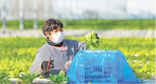 □通讯员李立报道 　　12月18日，滕州市西岗镇云尚善品智慧农业产业园内菜农正在劳作。该农业产业园稳定生产，确保蔬菜供应。