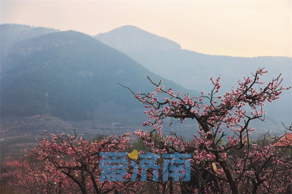 泉城“后花园”春色醉人