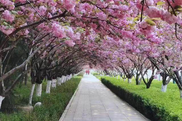 临沂：广州路的樱花如期绽放