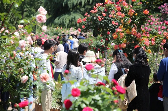 月季花开香满城——第六届月季文化节序幕拉开!