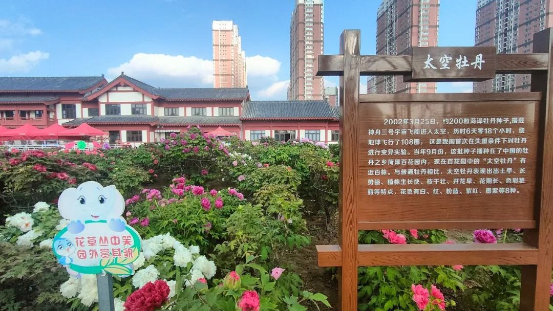 种子的太空“蝶变”!揭秘菏泽籍种子与“航天”的不解之缘