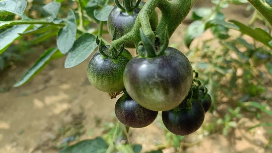种子的太空“蝶变”!揭秘菏泽籍种子与“航天”的不解之缘