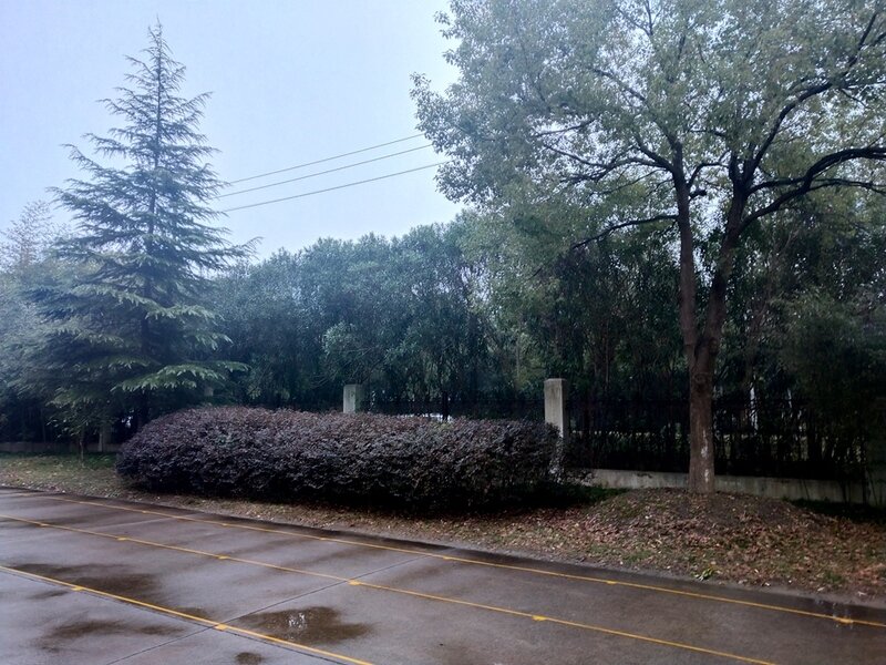 2.赛轮集团厂区绿化(旧)