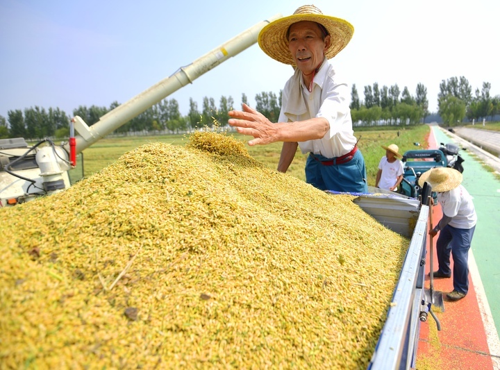 济南：黄河岸边稻花香，风吹稻穗话丰年