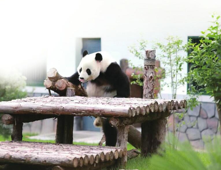 “华奥”“雅吉”乔迁新居啦！济南动物园新大熊猫馆今日开馆