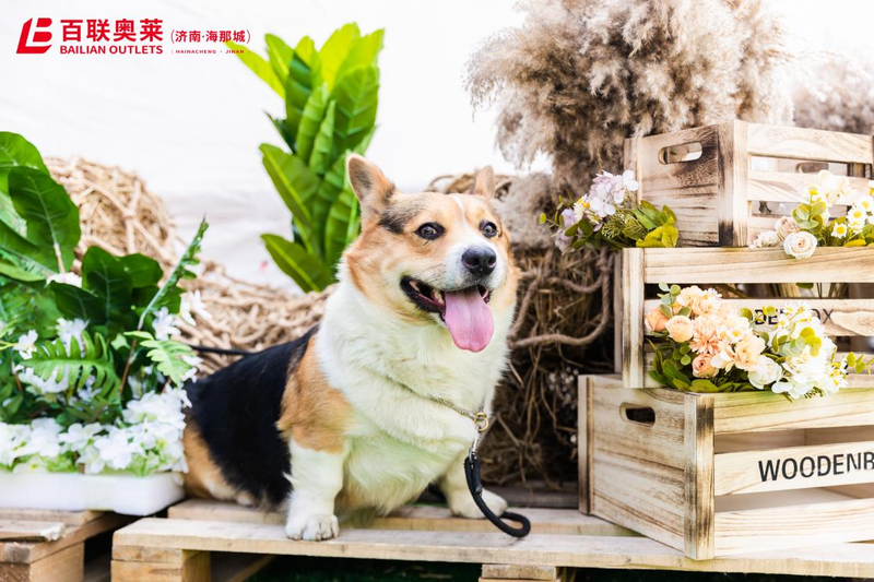 百联奥特莱斯广场海那城店首届萌宠音乐节圆满谢幕