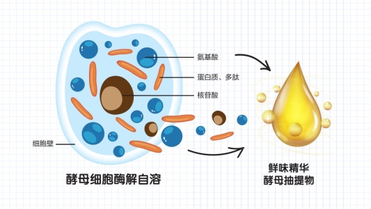酵母抽提物生产1(1)