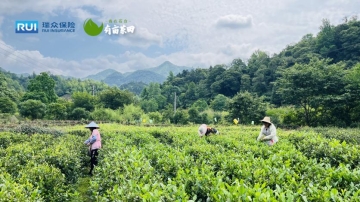 瑞众保险在安徽开展“我在石台有亩茶田”乡村振兴活动