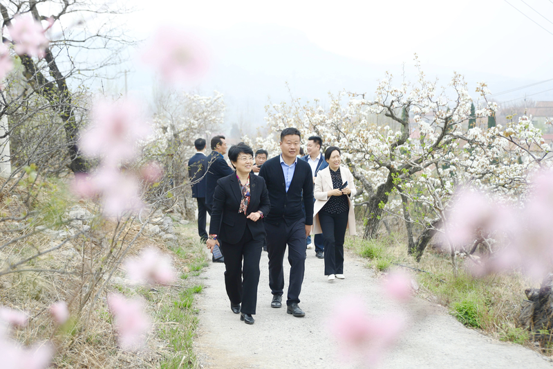 2024年乡村好时节·乐动生活 高庄街道首届文化旅游节暨第十二届梨花节开幕