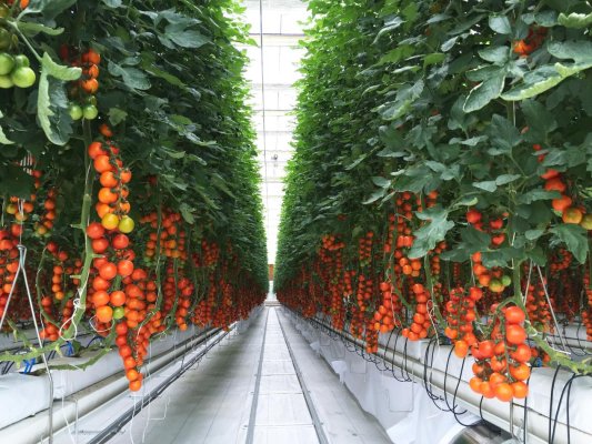 丹河设施蔬菜标准化生产示范园内的串收樱桃番茄硕果累累