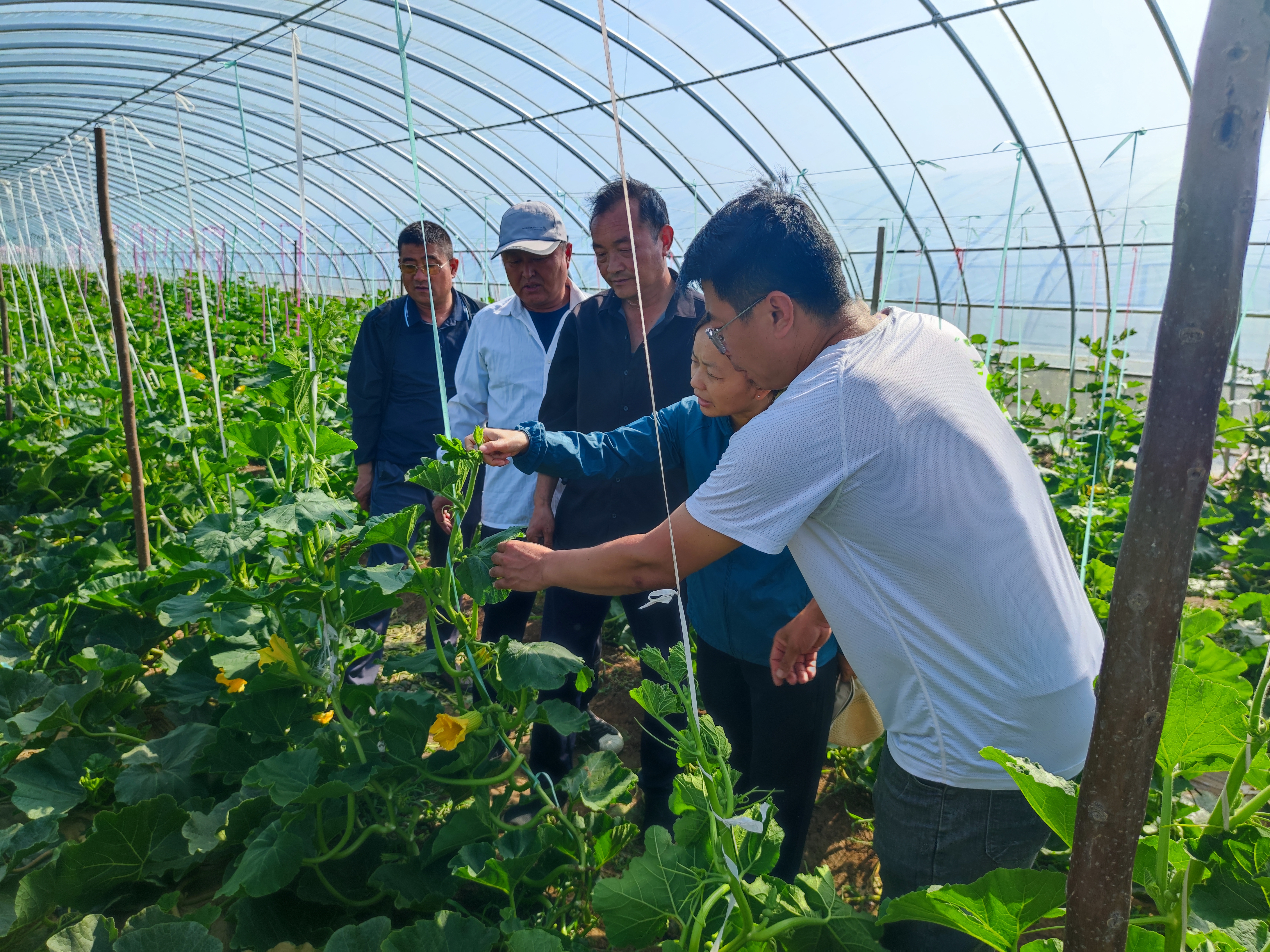 东平县沙河站镇开展贝贝南瓜种植户观摩学习活动(图2)