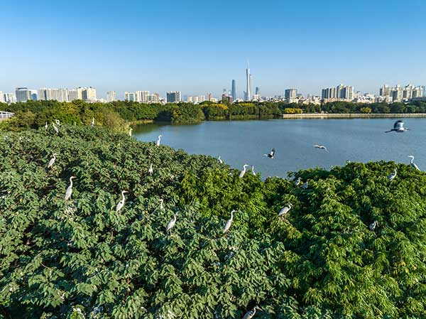 广州海珠国家湿地公园一角。公园供图