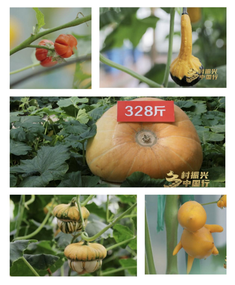 央视乡村振兴中国行｜科技赋能乡村叫响潍坊模式