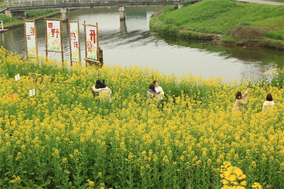 油菜花开时节，游客在花田打卡拍照。华龙网 夏国燕 摄