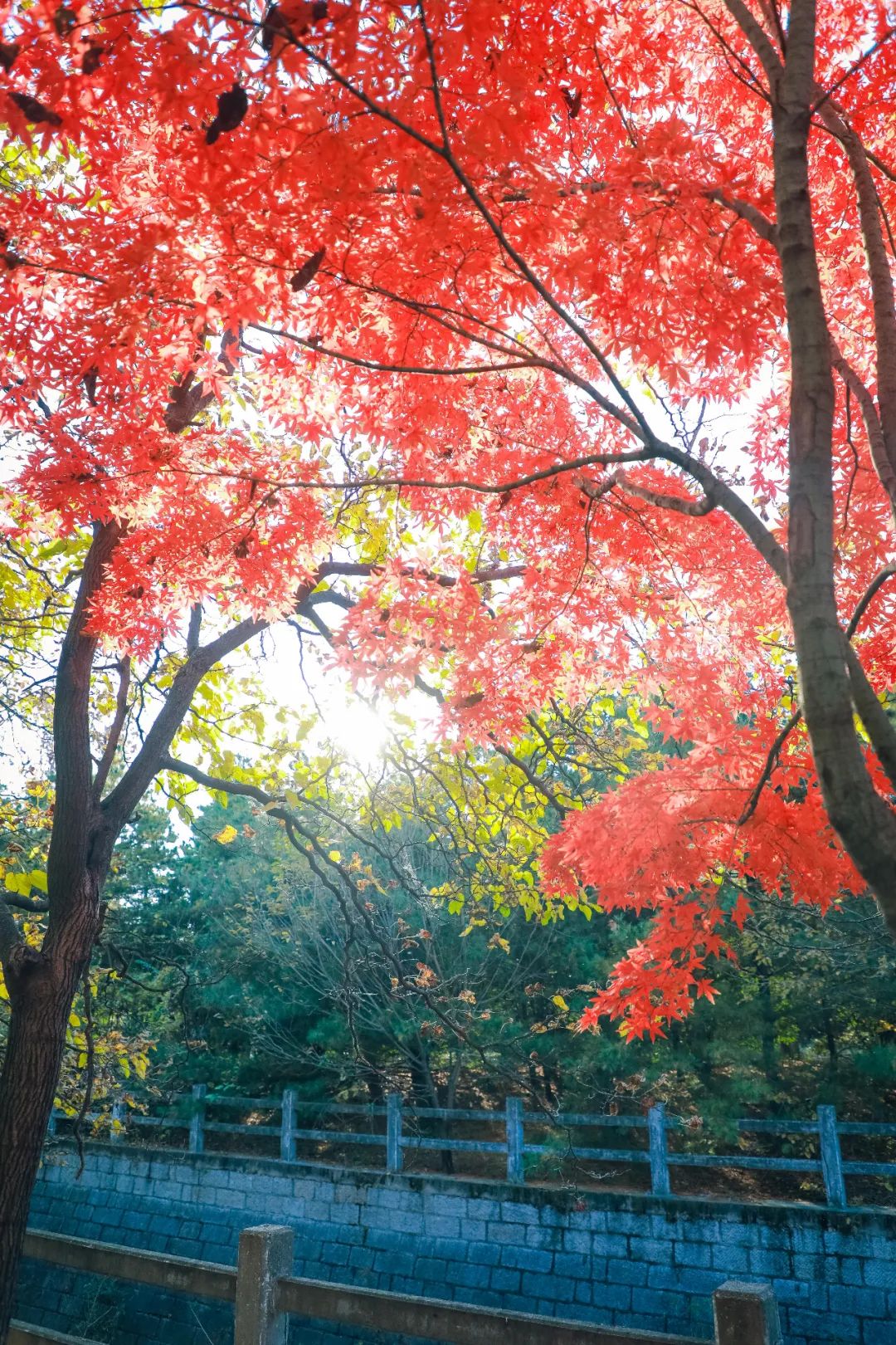 秋天！秋天！秋天在鲁南制药