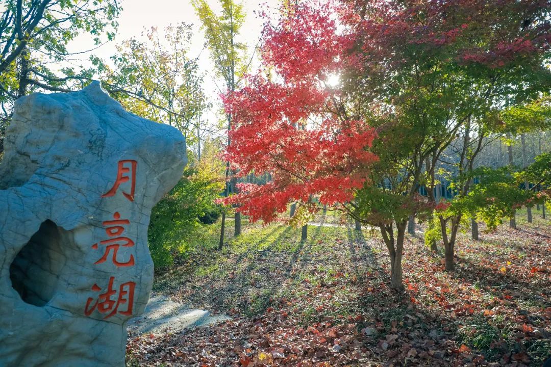 秋天！秋天！秋天在鲁南制药