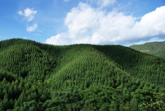 5-廣東林業(yè)基地-通過(guò)原料林基地建設(shè)，打造“林—漿—紙”完整的產(chǎn)業(yè)鏈