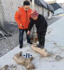 平安产险山东分公司积极应对低温冻害，科技赋能守护农业安全生产