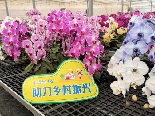 花卉7