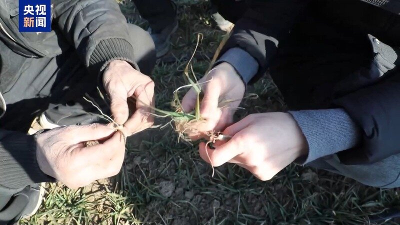 山东6000多万亩小麦越冬进行时，农技人员把“麦”问诊助力春耕