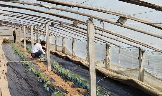 郯城县李庄镇:春至瓜农育新秧