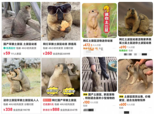 《哪吒2》带火活体土拨鼠网上销售，部分商家称要疫苗证需加价