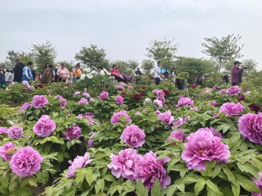 菏泽牡丹园:4月12日左右开放,游客赏花游玩两不误