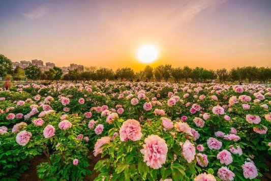 牡丹作请柬,满城尽写菏泽心:一座城的千万种待客之道