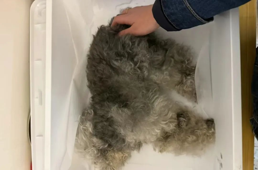 宠物狗在瑞鹏宠物医院洗澡后死亡，医院回应：主人索赔一万元，正协商