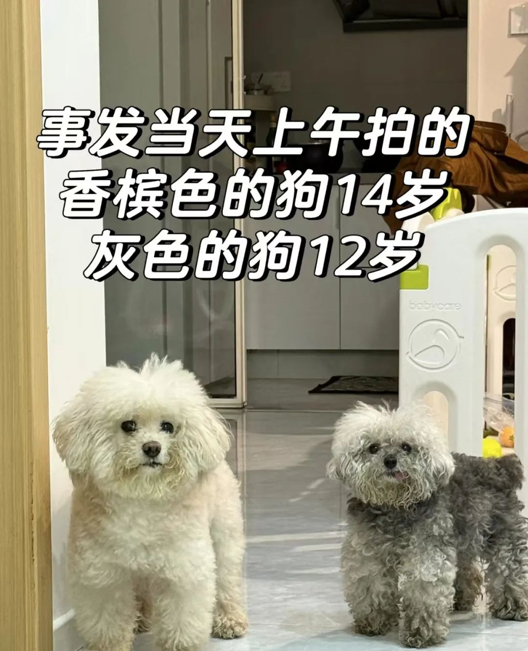 宠物狗在瑞鹏宠物医院洗澡后死亡，医院回应：主人索赔一万元，正协商