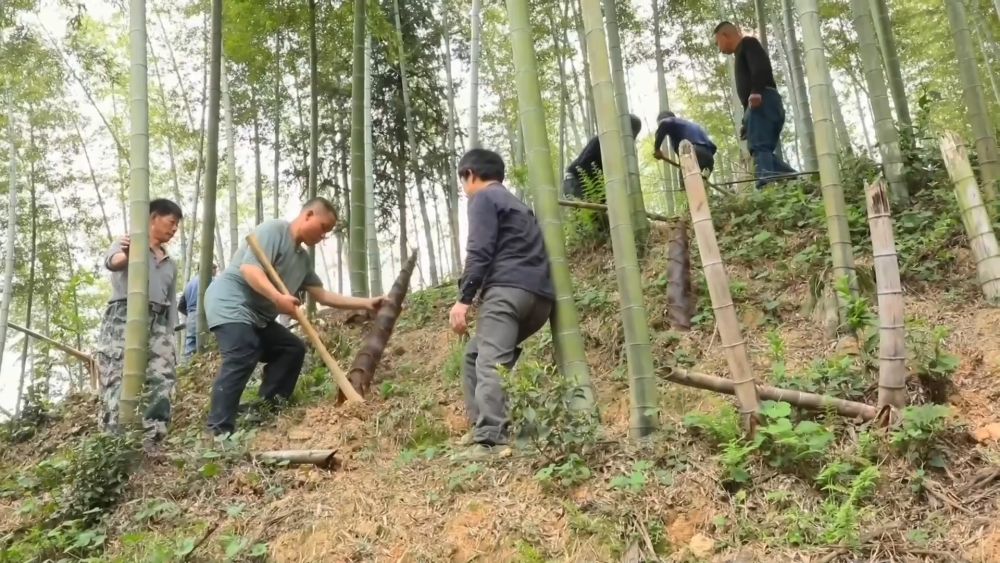 新华视点｜一业兴百业旺 特色产业绘就富民图景