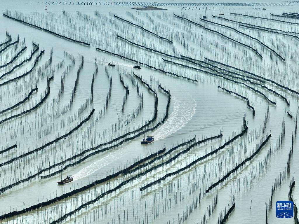 福建霞浦：海上田园奏响海带丰收曲