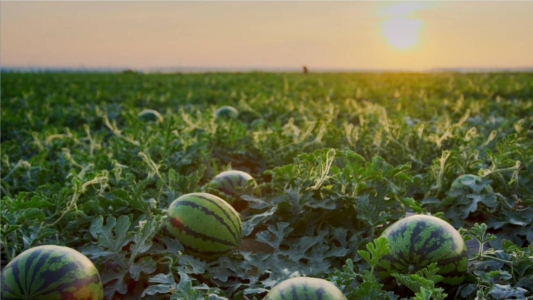 东明县小井镇:以“甜蜜产业”铺就乡村振兴新路径