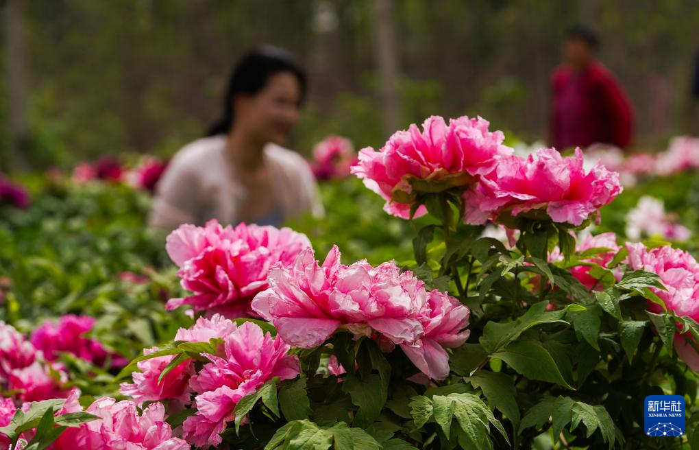 山东邹平：花开客来