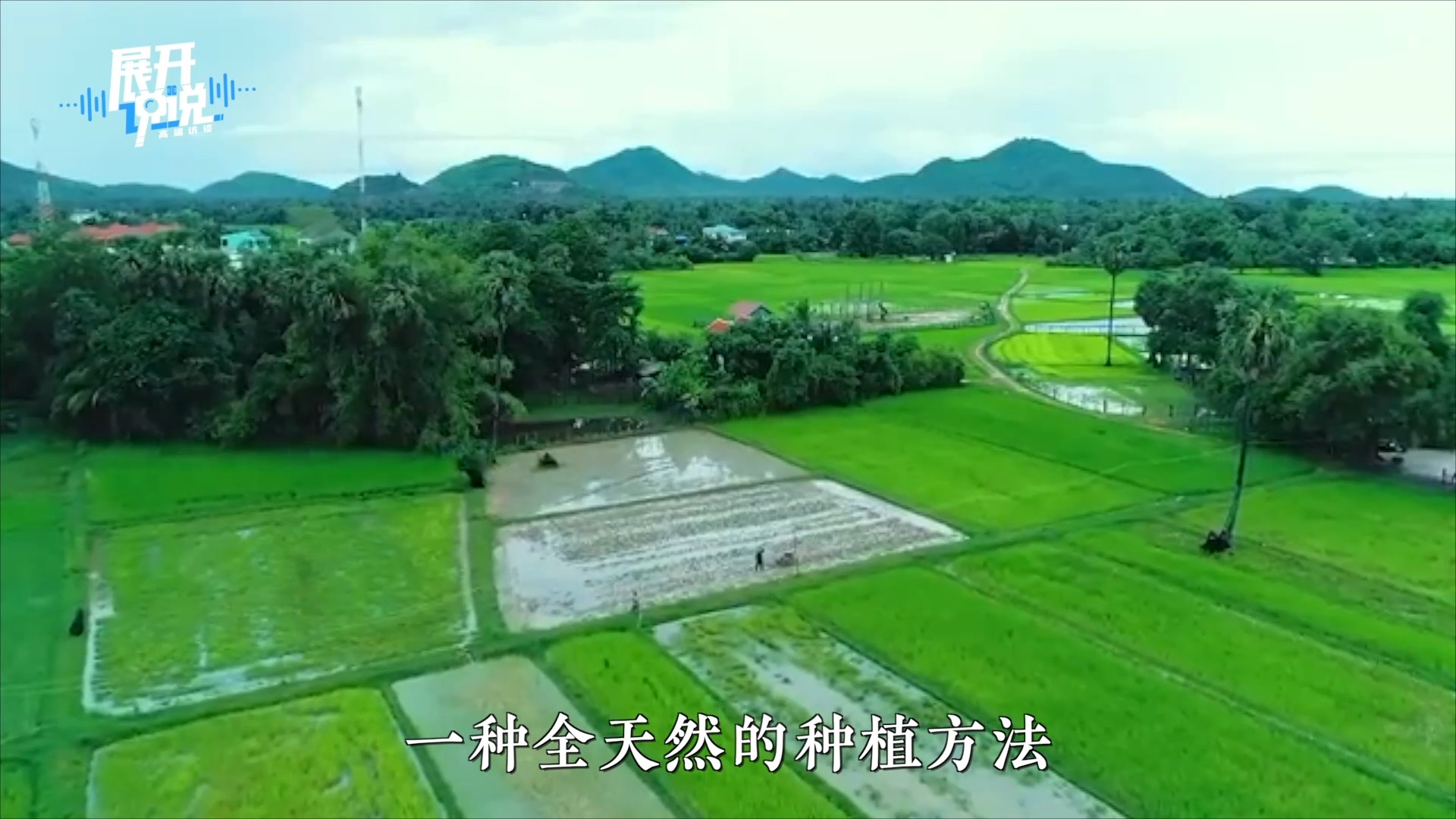 柬埔寨的“稻花香”怎么飘到了中国?