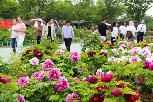 镜影绘天香 光影映国色丨菏泽鲁西新区摄影家协会走进牡丹园采风