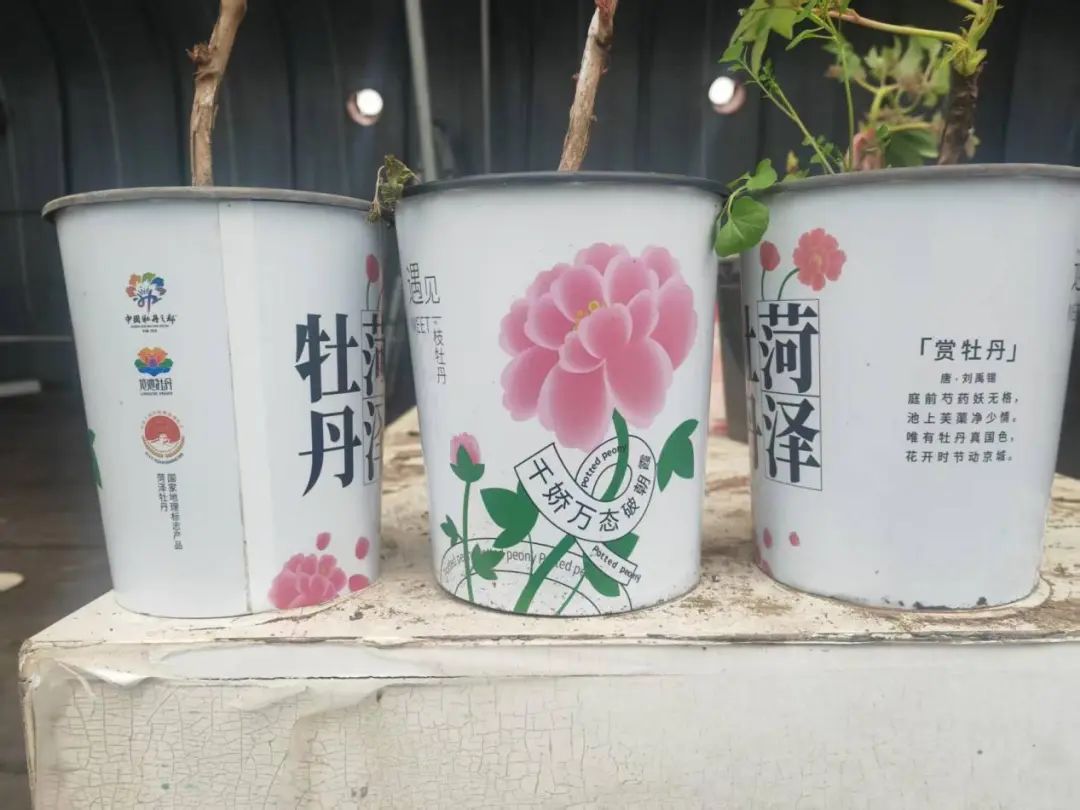 31c76c8063a9d27e2e2ffe8068716e7