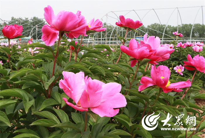 年销过亿枝、国内占比超六成,菏泽芍药鲜切花何以香飘海内外?