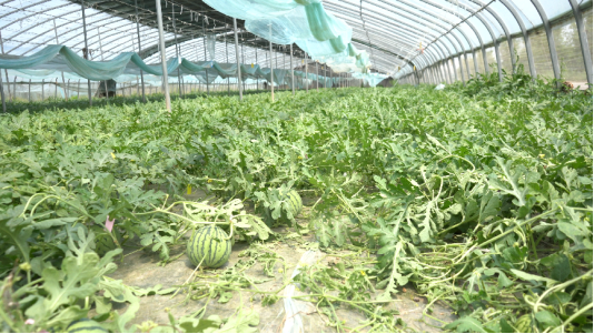 东明县陆圈镇于屯村:绿色种植托起乡村振兴路