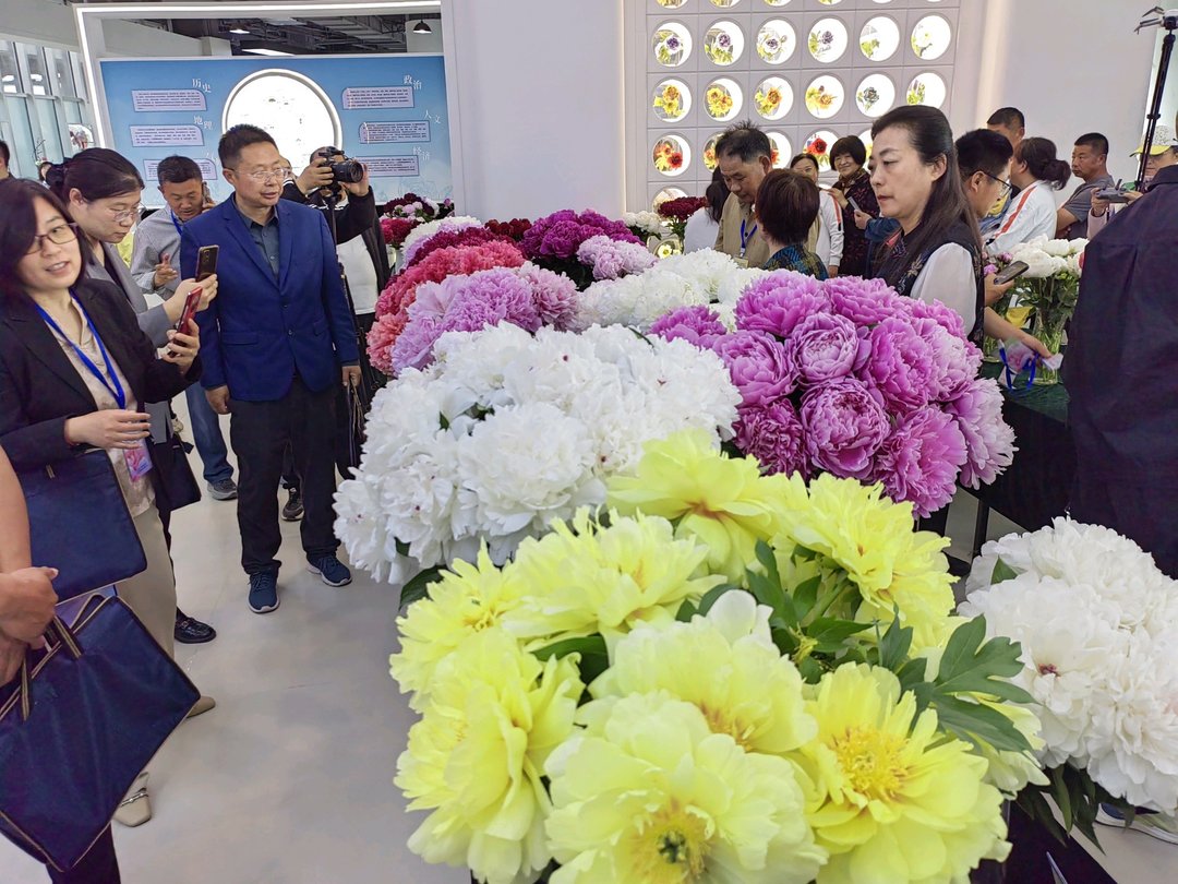 芍韵芬芳醉初夏!菏泽首届芍药赛花会太惊艳