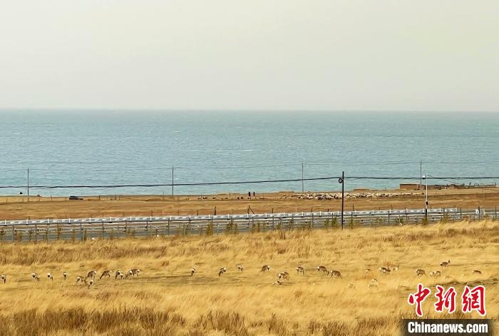 香港青少年青海湖畔感悟“生态美”与“家国情”