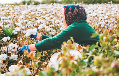 感受一朵棉花背后的喜怒哀乐