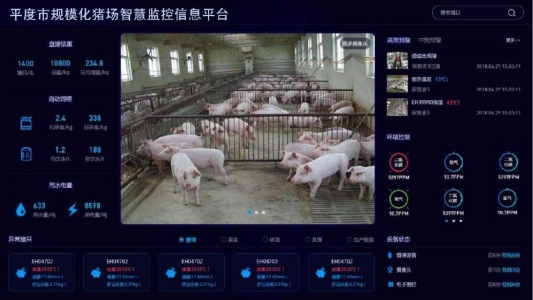 智慧养猪