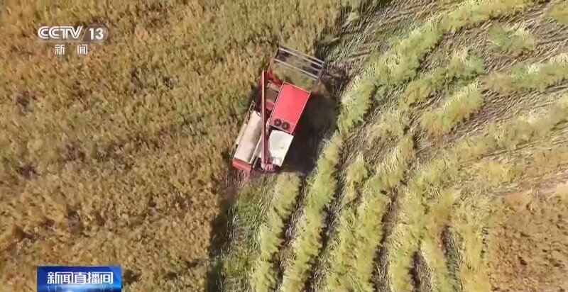 机械化收割、“一喷三防”全覆盖 为夏粮丰收保驾护航